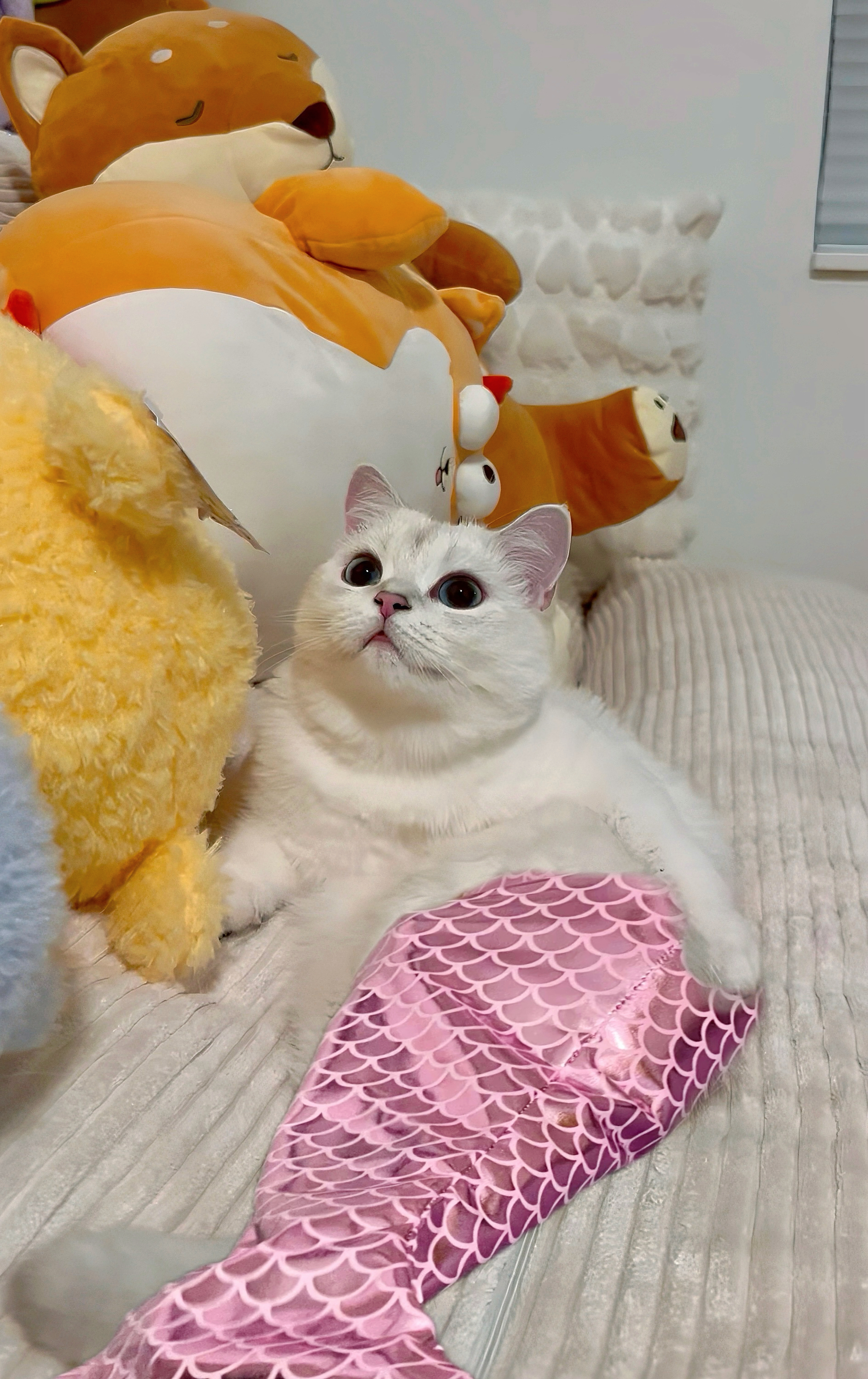 Another cat